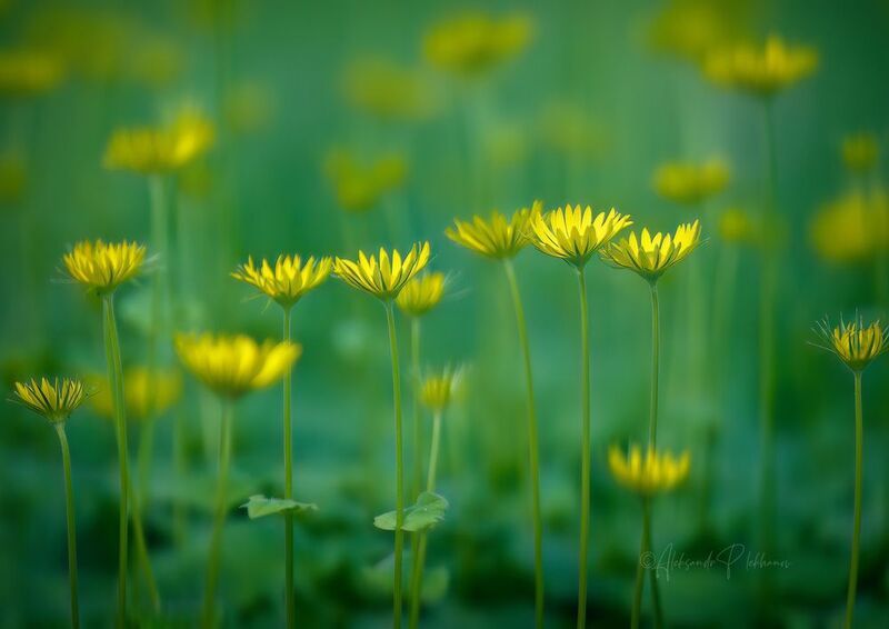 весна ,,Дети солнца,, фото превью
