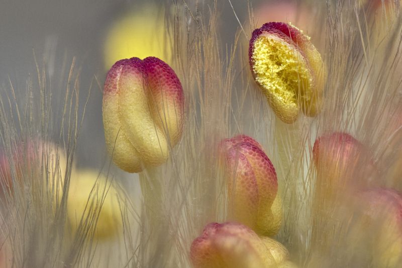 Willow  stamens фото превью