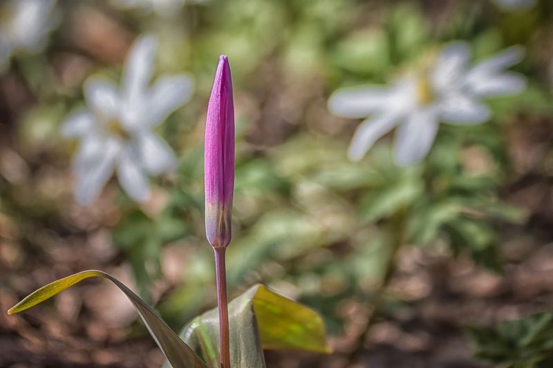 Первые... фото превью