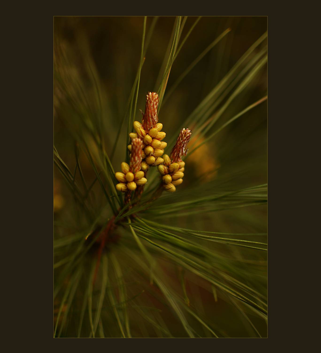 , Александр Хромеев