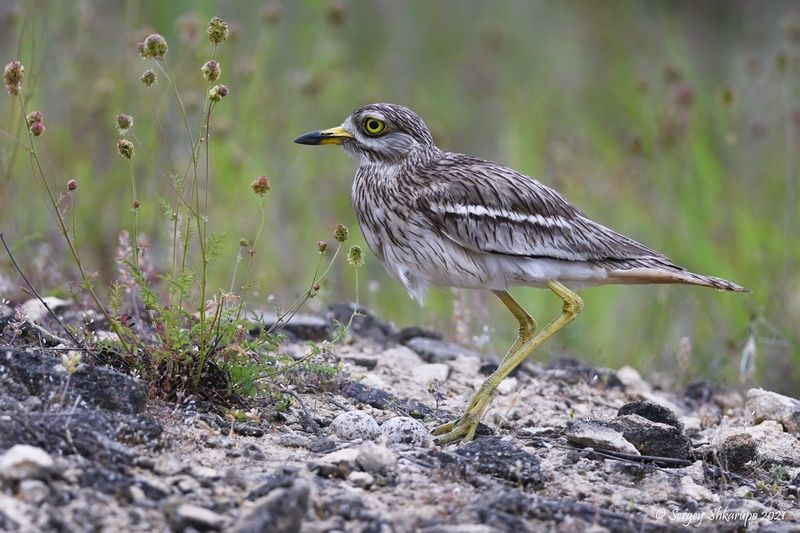 Авдотка у гнезда фото превью