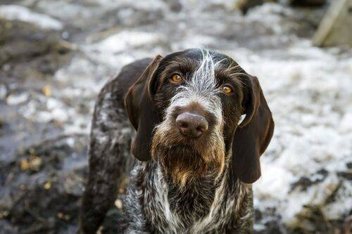 А когда на охоту?