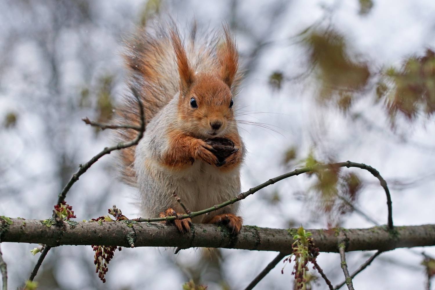 Белка, Чепленко Алексей