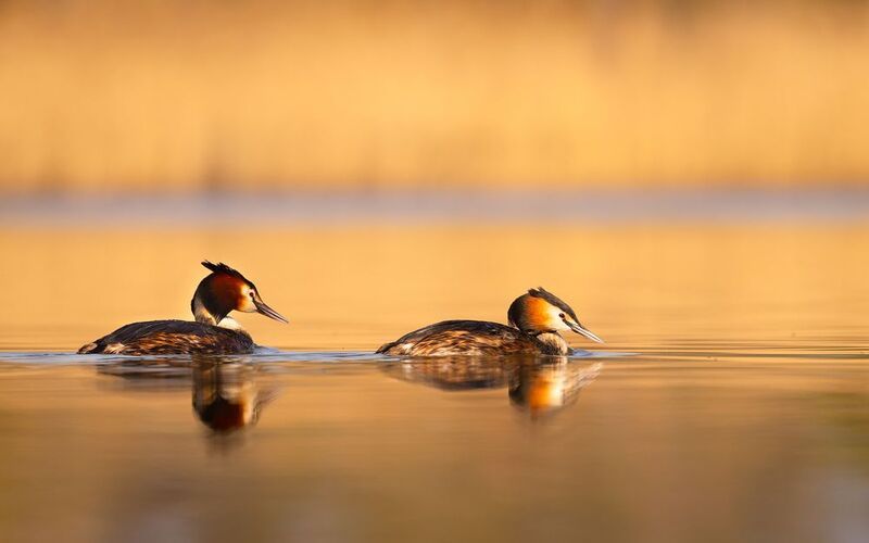 Great crested grebe фото превью
