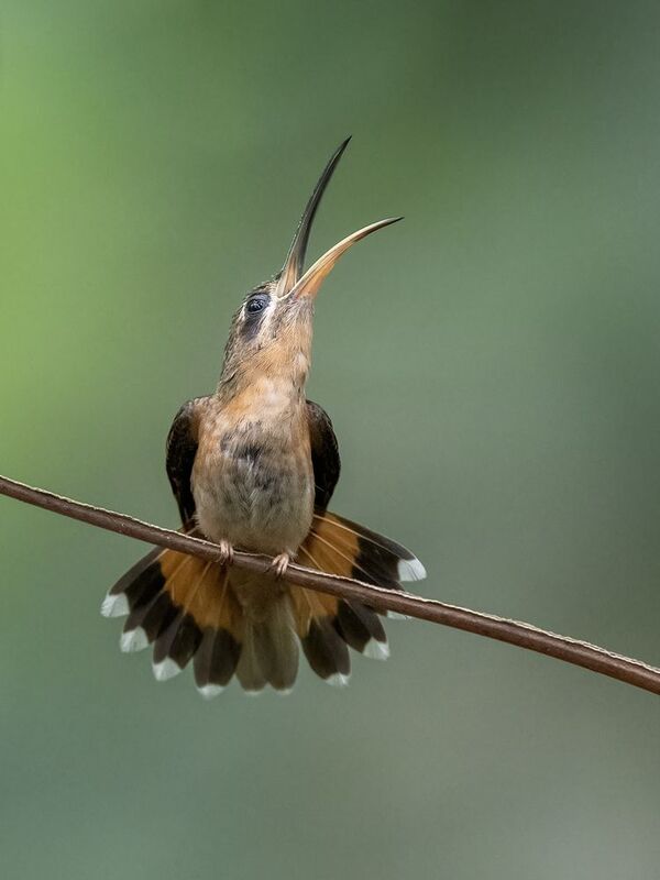 Bronzy Hermit фото превью