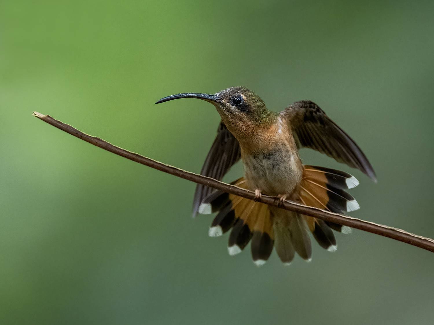 , Fernando Burgalin Sequeira