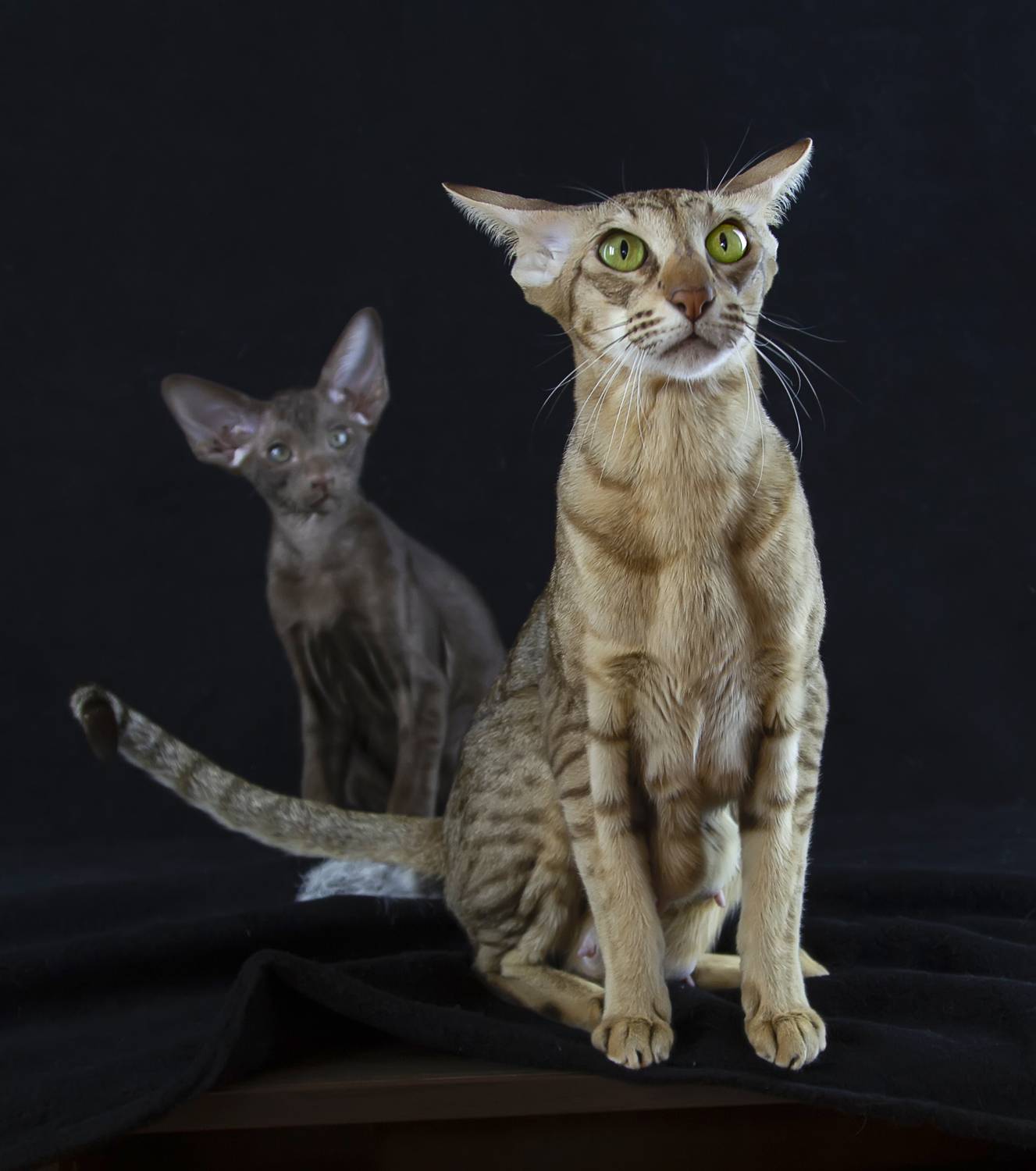 , Татьяна Феденкова