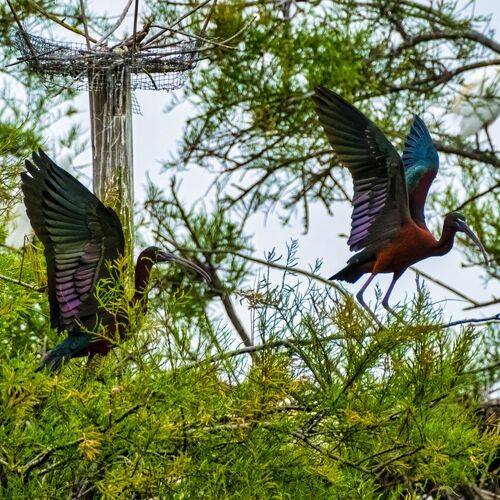 Glossy ibis