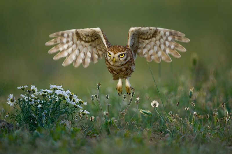 Little owl  фото превью