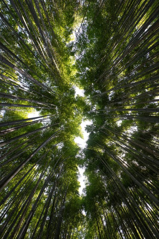 bamboo, arashiyama, kyoto, japan, trees, sky, forest Under the bamboo sky фото превью