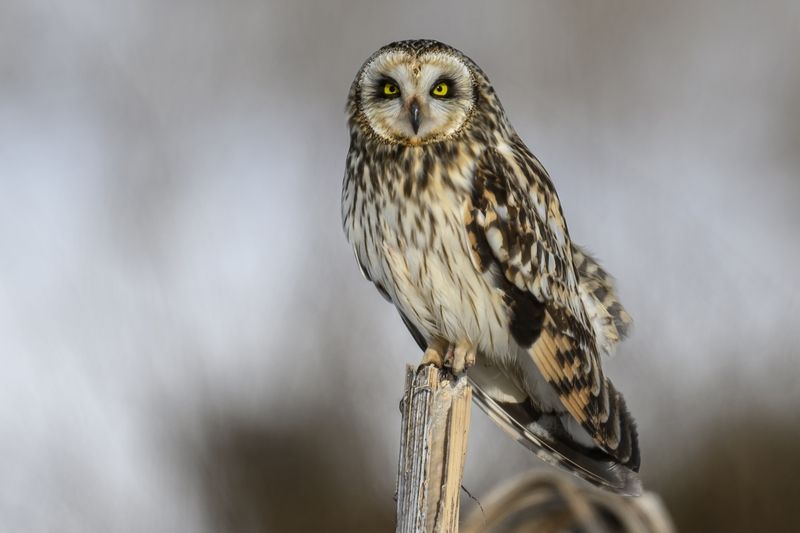 И снова здравствуйте! Болотная сова сезона 2025 фото превью