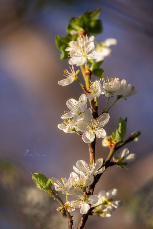 Апрельские мотивы... фото превью