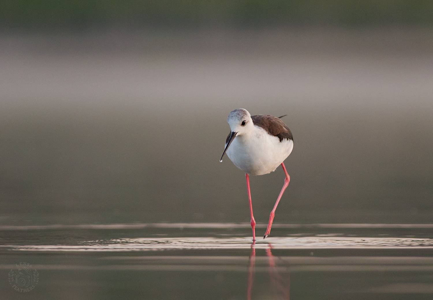 , Евгени Стефанов