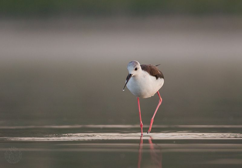 Ходулочник - Lens and Feathers фото превью