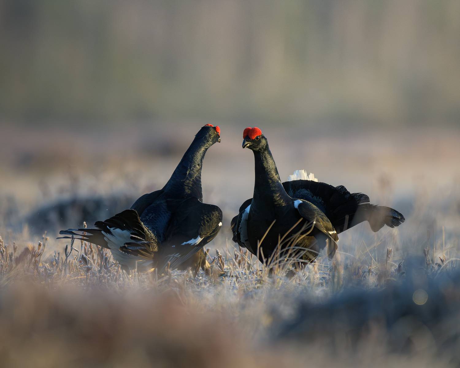 тетерев, ток, токование, птицы, болото, бердинг, бердвотчинг, фотоохота, природа, birdwatching, birding, Black grouse, Courtship display, Михаил Ездаков