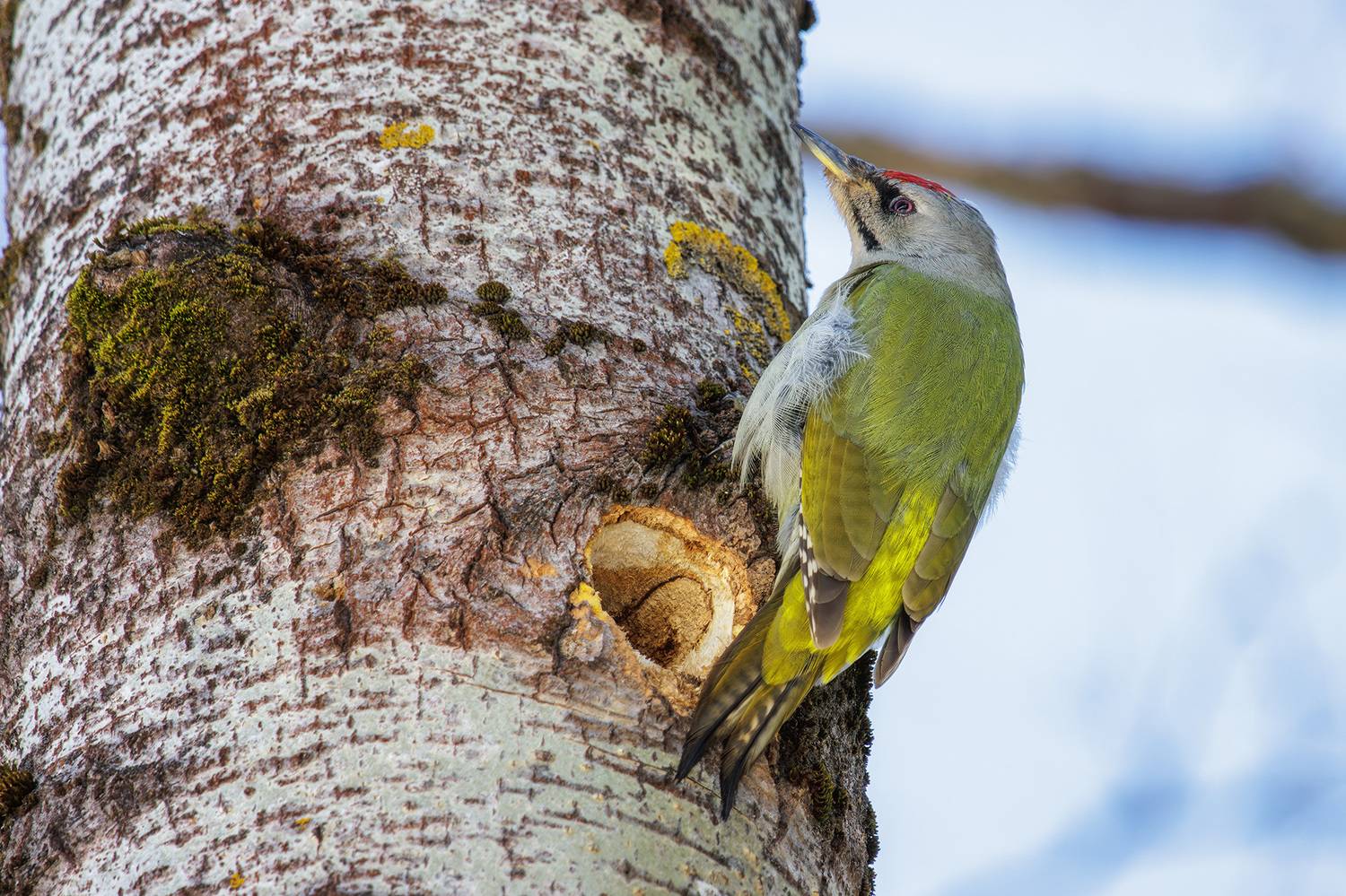 , Морозов Сергей