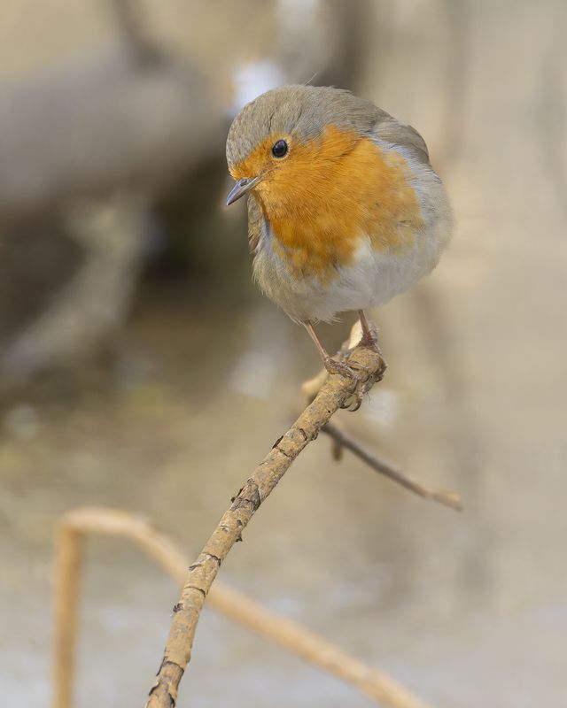 Зарянка фото превью