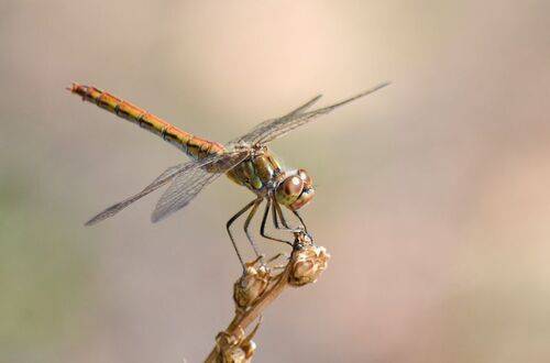 Стрекоза обыкновенная (Sympetrum vulgatum)