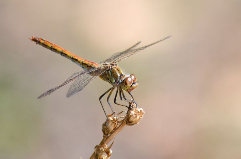 Стрекоза обыкновенная (Sympetrum vulgatum) фото превью