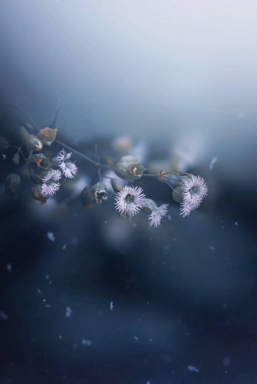 макро, macro, цветы, flower, Julia Kaissa