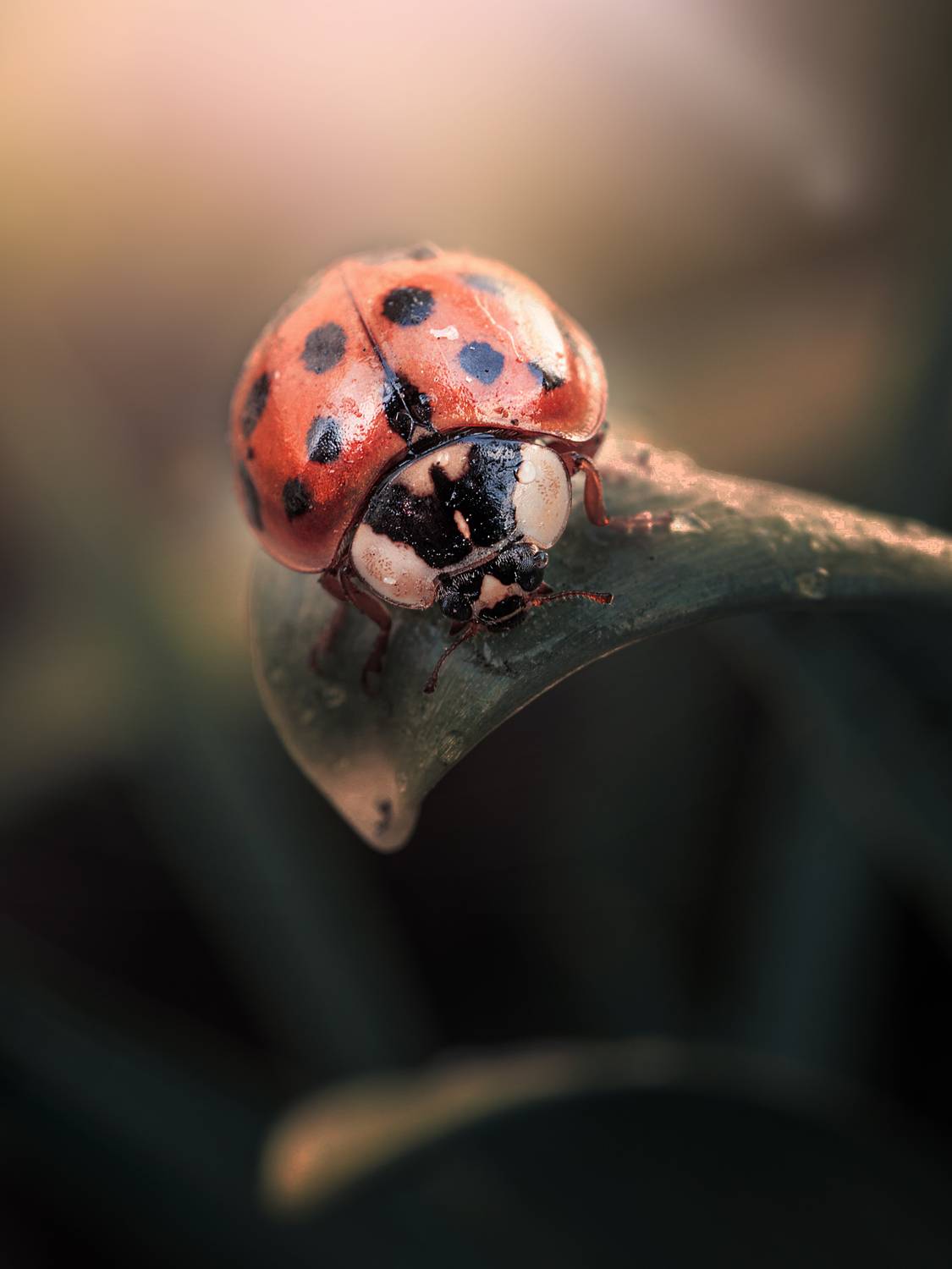 , Лапшина Владлена