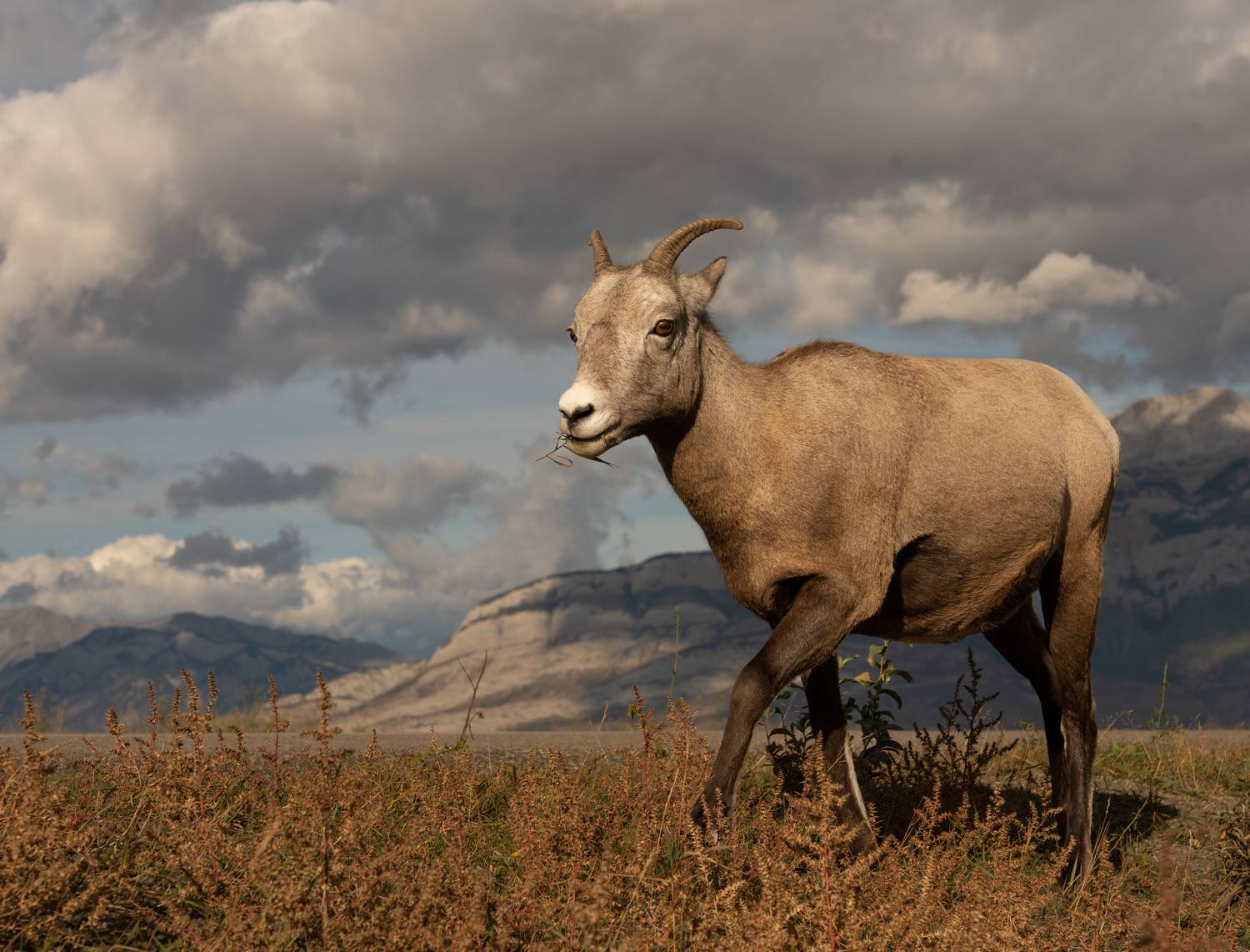 , Владимир Цветов