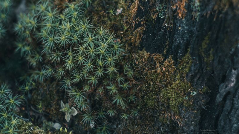 природа, лес, макро, весна, nature, forest, macro, spring *** фото превью