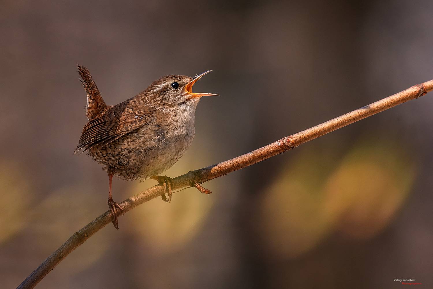 , Валерий Субачев