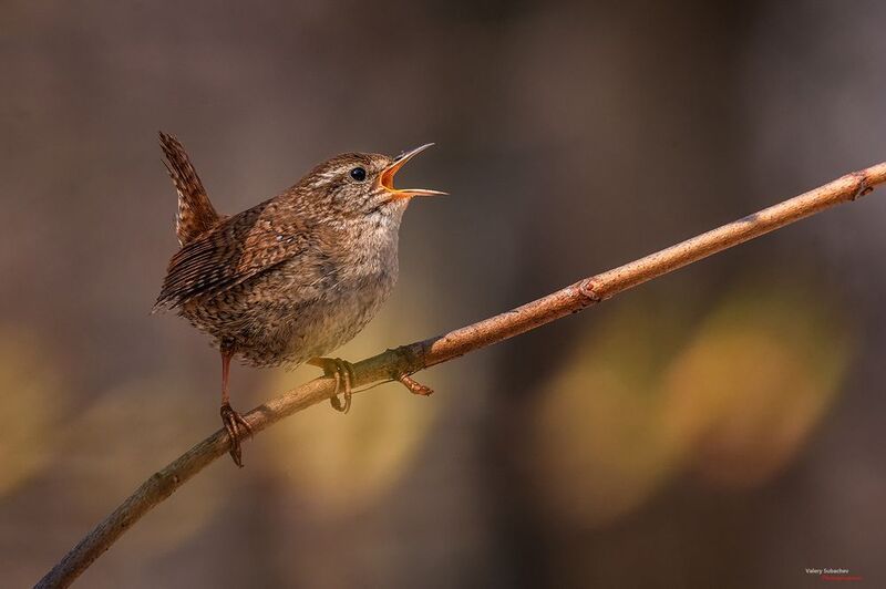 Апрельская песня фото превью