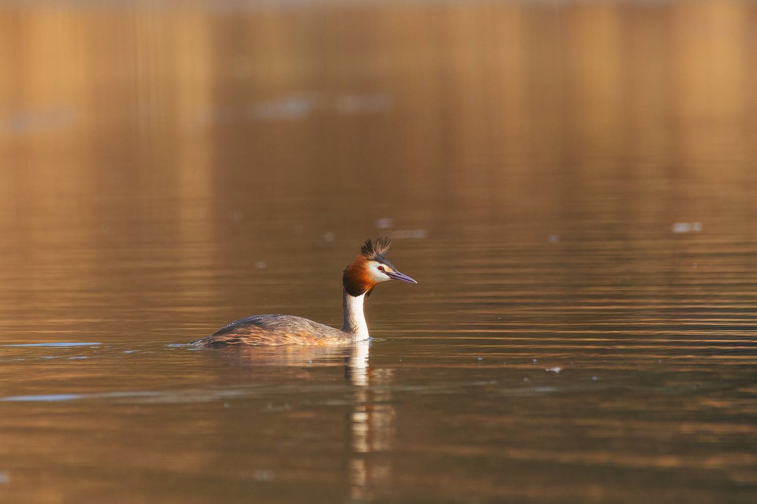 птицы, чомга, природа, Ekaterina Romanova