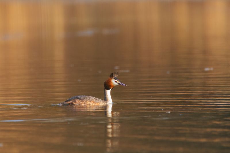птицы, чомга, природа Чомга фото превью