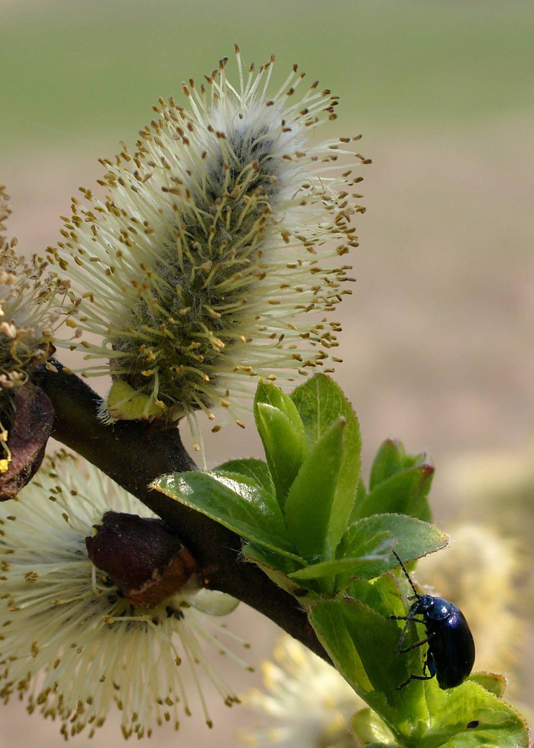 весна, верба, Медведев Александр