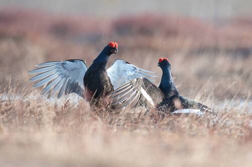 Тетеревиная битва