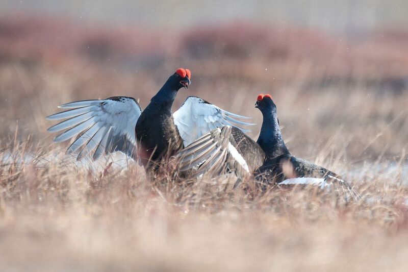 тетерев, grouse, fight, nature, bird, birdwatching, битва, ток, природа, птицы, Ярославль, крылья, взмах, полет, крики, wings, flight Тетеревиная битва фото превью