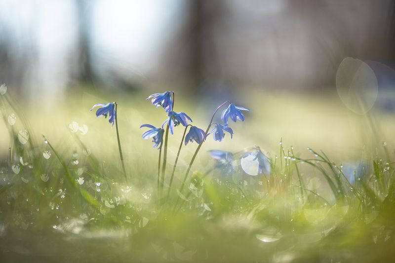 пролеска, первоцвет, март, весна, свет, цвет, россия, воронеж, геннадий мещеряков, nikon d 850, carl zeiss makro-planar t* 100mm f/2 zf.2 Когда солнечный ветер... фото превью