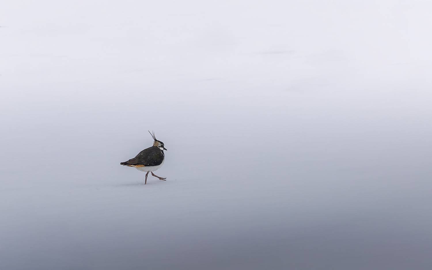 , Загруев Михаил