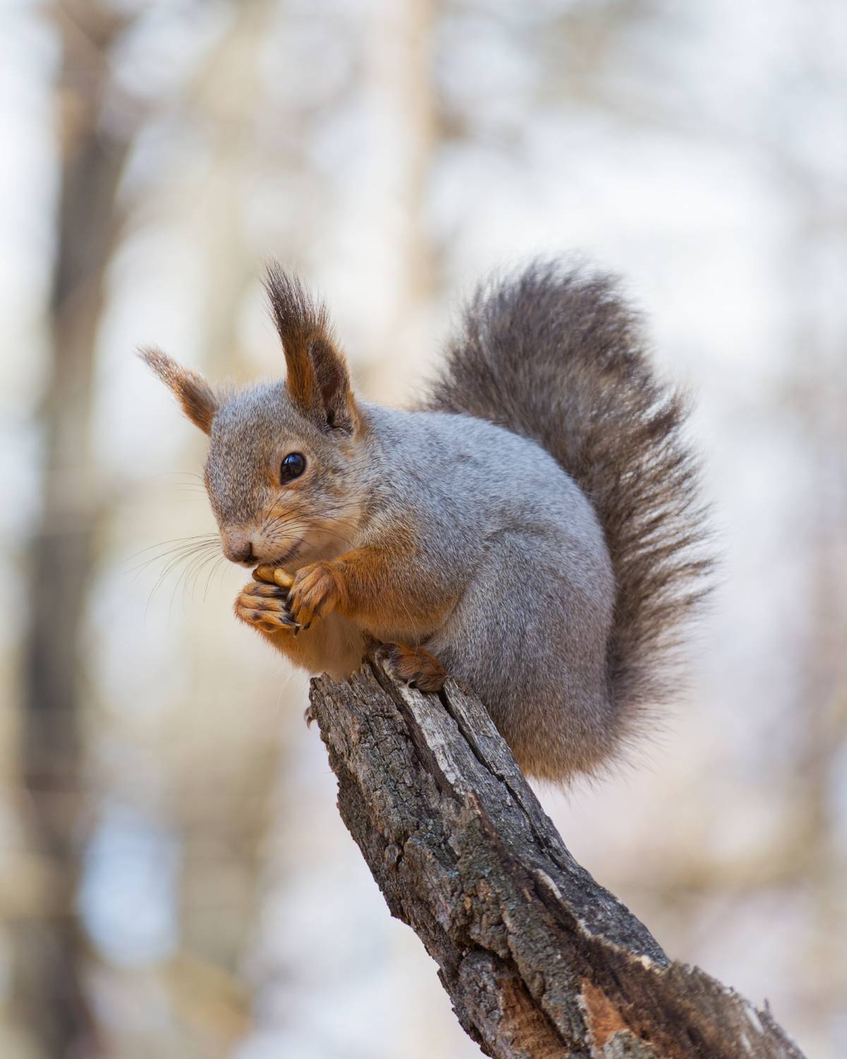 , Алексей Проняхин