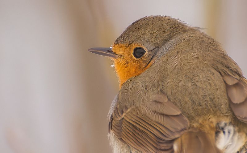 Малинка Зарянка :) фото превью