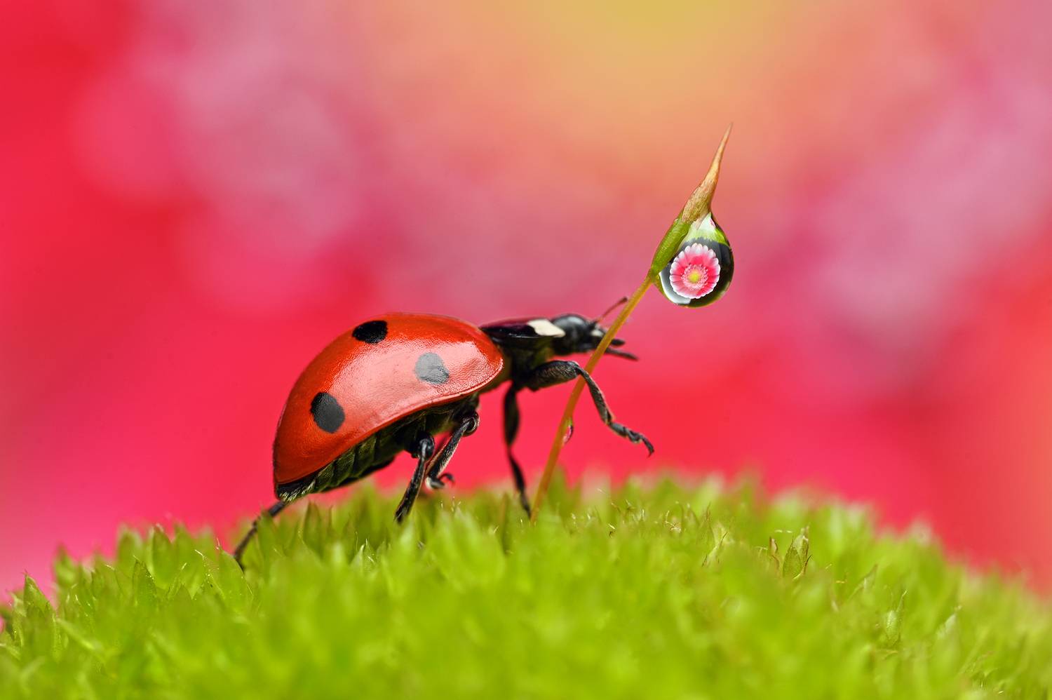 ceclii, macro, Ganev Tsvetan