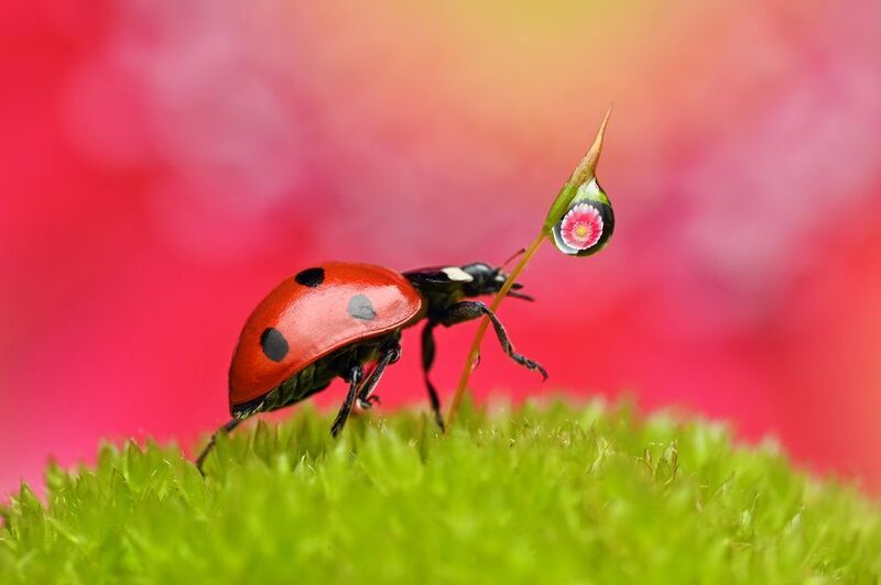 фото превью