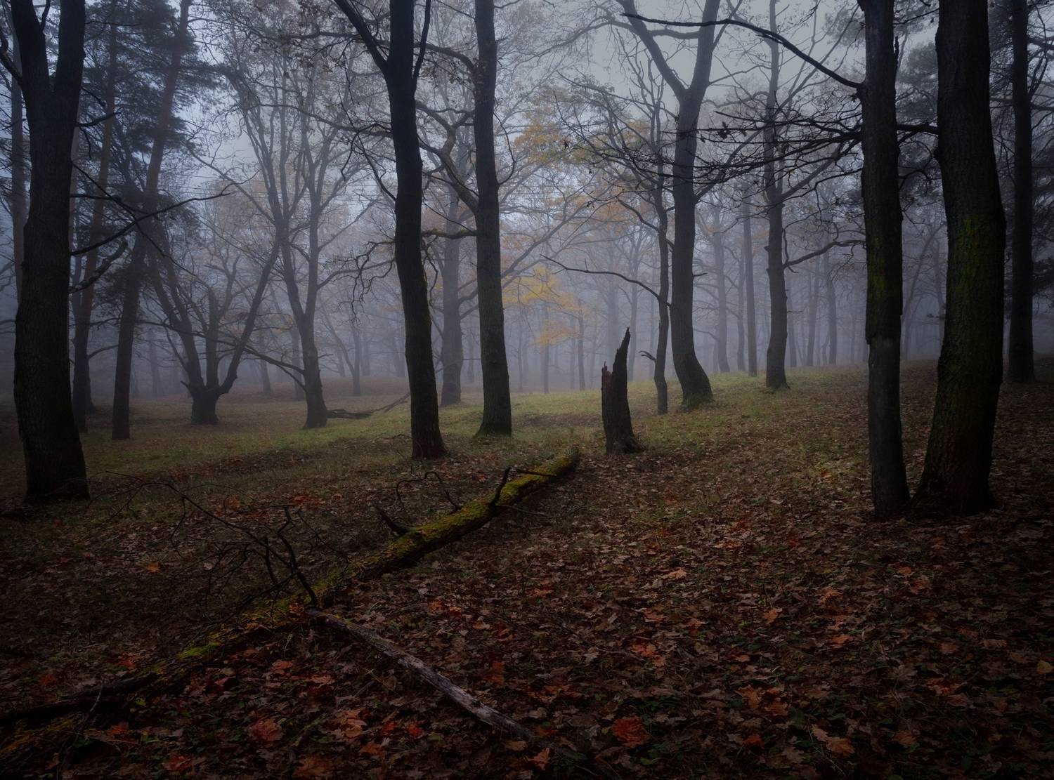 лес, свет, утро, природа, Баранов Олег