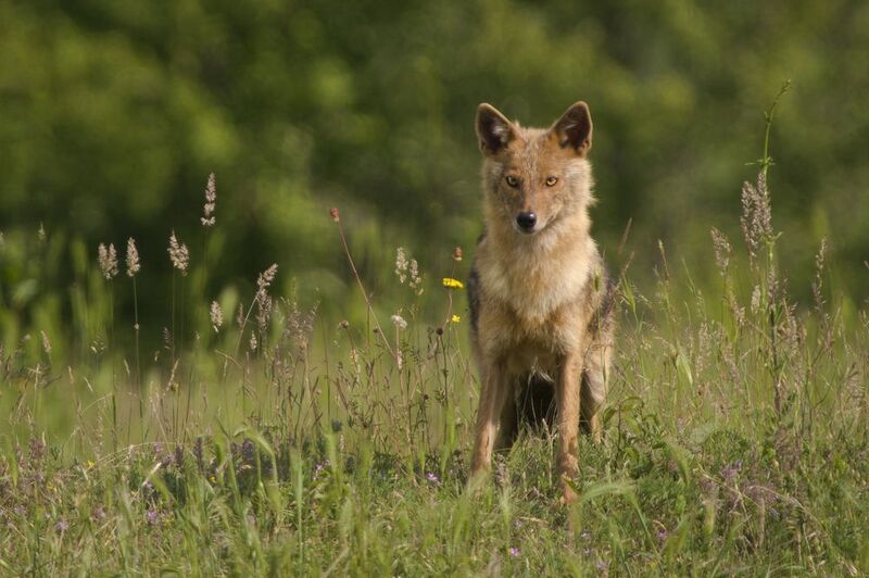 Златист чакал фото превью
