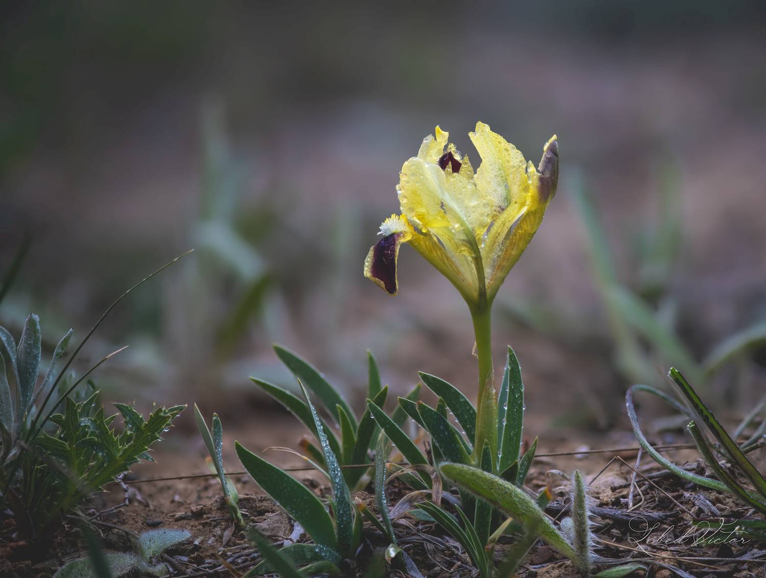 , Виктор Лебедь