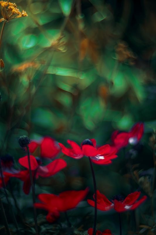 red,light.spring,dark,bokeh,exterior,flower,plant, Red фото превью