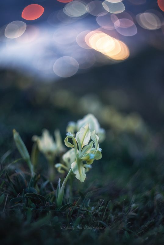 Ирисы Балаклавы фото превью