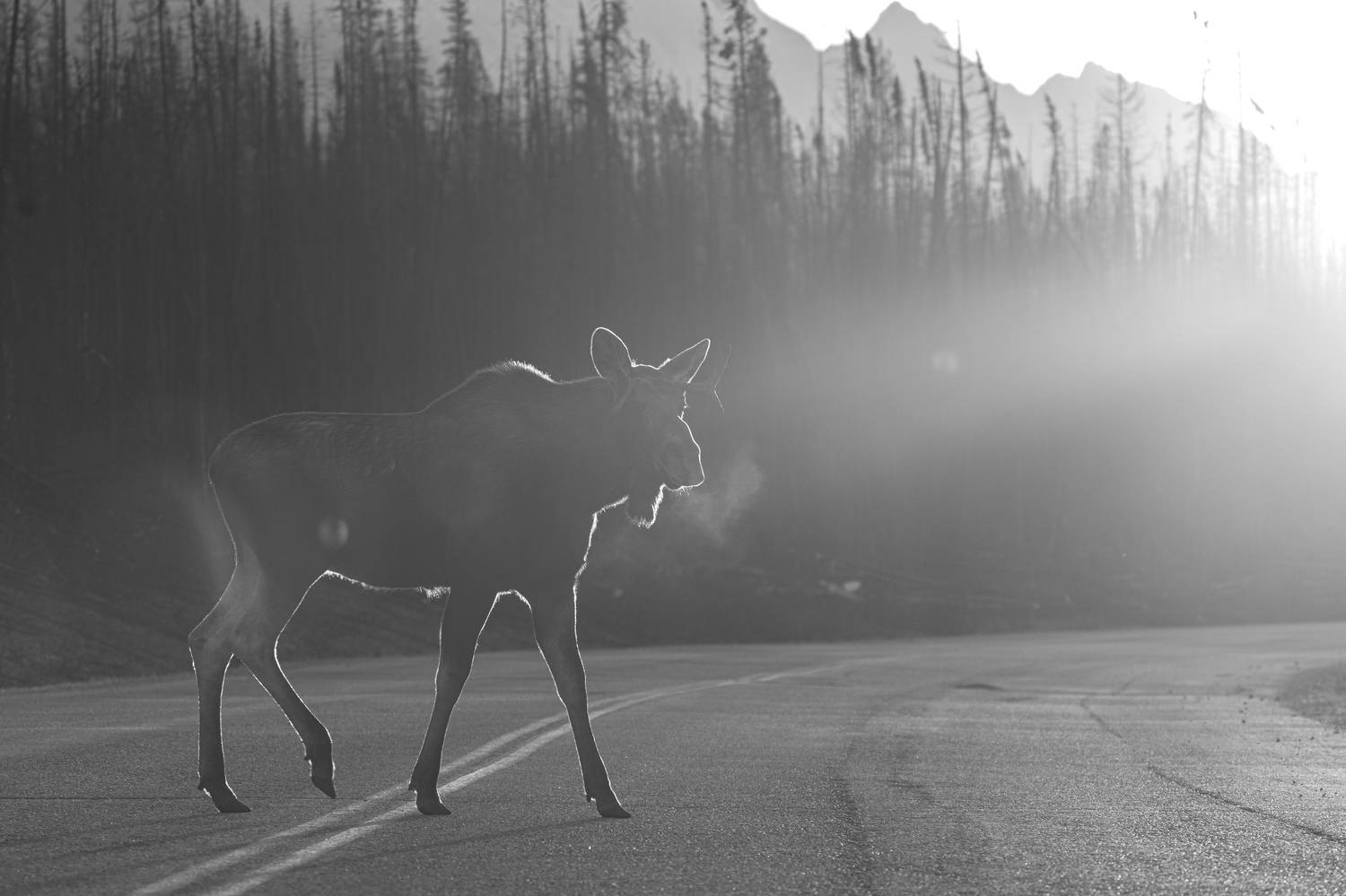 , Владимир Цветов
