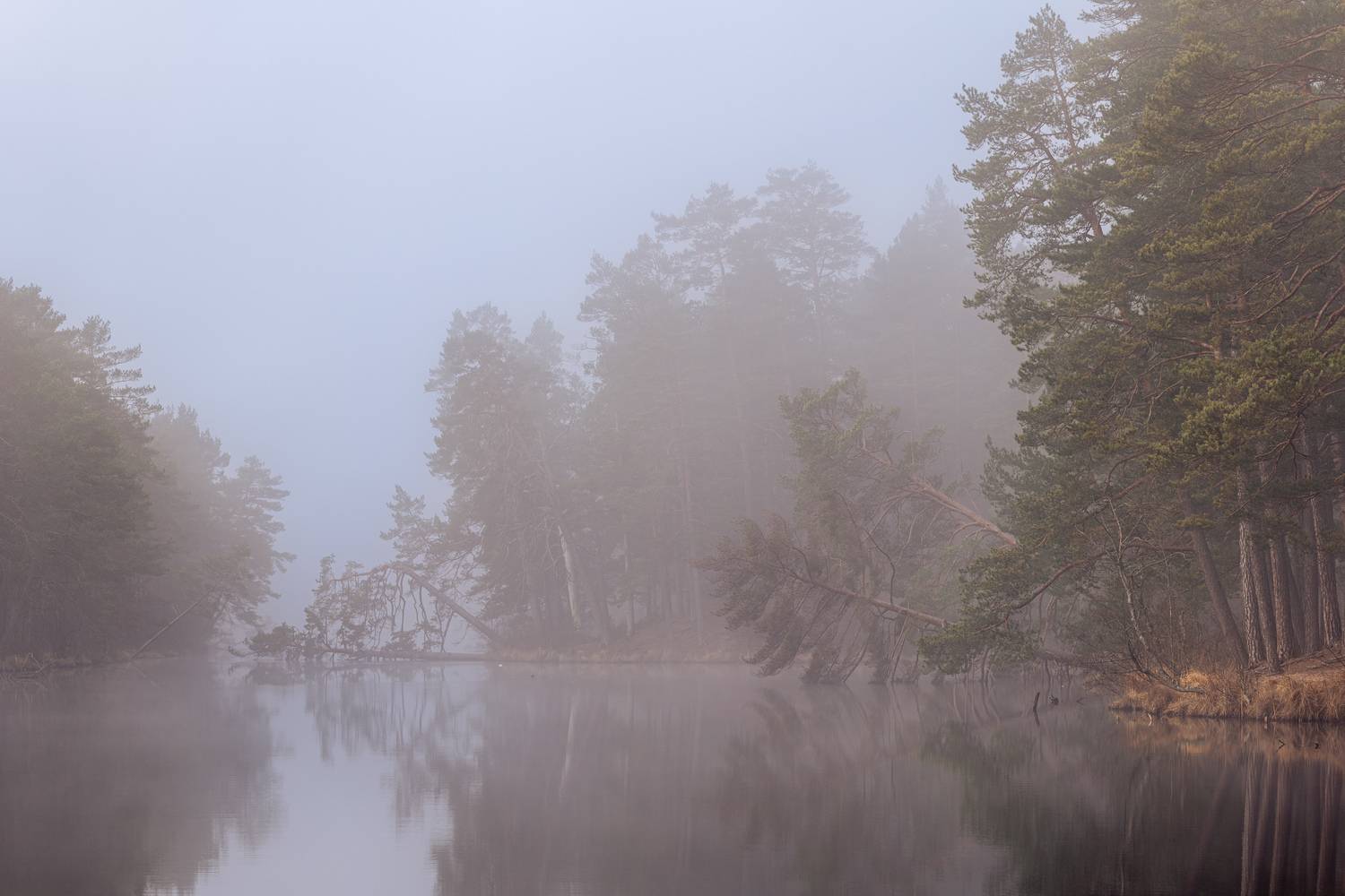 , Гордон Николай