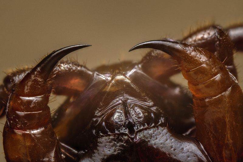 Centipede fangs фото превью