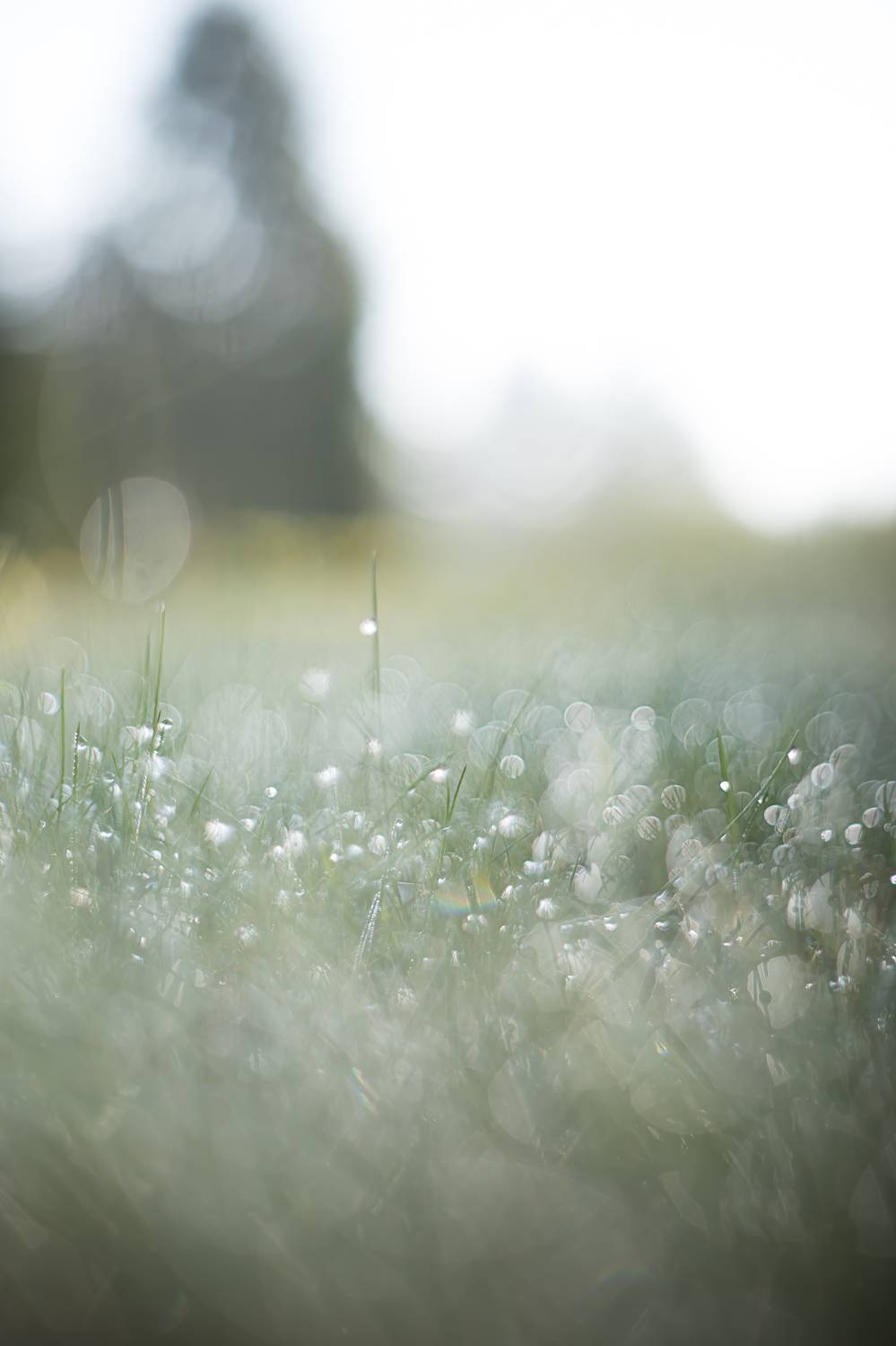 боке, макро, роса, pentacon, bokeh, macro, nature, Обидина Мария