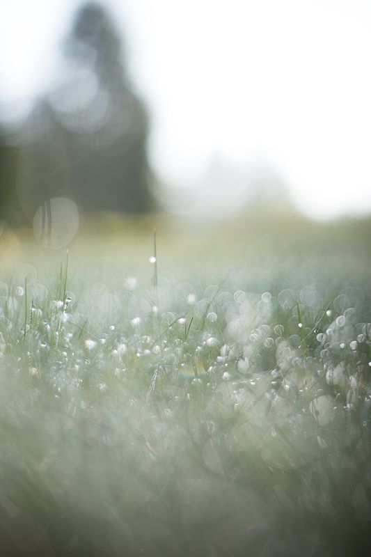 боке, макро, роса, pentacon, bokeh, macro, nature Рассыпая серебро фото превью